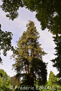 Le Séquoia à feuilles d'If ou Séquoia toujours vert ou Séquoia sempervirent (Sequoia sempervirens)