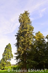 Le Séquoia à feuilles d'If ou Séquoia toujours vert ou Séquoia sempervirent (Sequoia sempervirens)