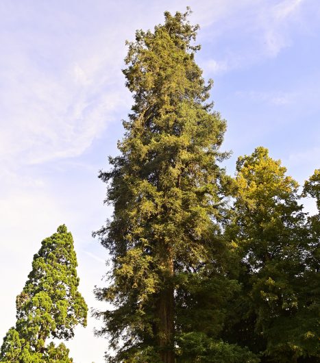 Nouveauté : Séquoia toujours vert (Sequoia sempervirens)