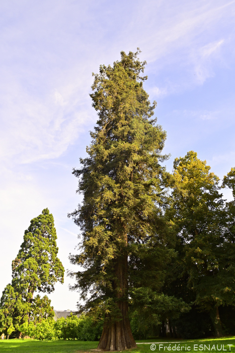 Le Séquoia à feuilles d'If ou Séquoia toujours vert ou Séquoia sempervirent (Sequoia sempervirens)