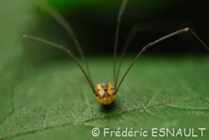 Faucheur arrondi (Leiobunum rotundum)
