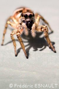 Saltique chevronnée (Salticus scenicus)