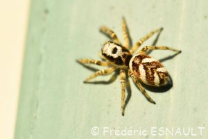 Saltique chevronnée (Salticus scenicus)