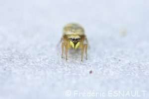 Saltique aux joues rouges (Heliophanus tribulosus)