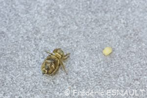 Saltique aux joues rouges (Heliophanus tribulosus)