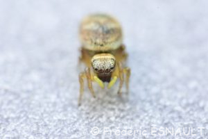 Saltique aux joues rouges (Heliophanus tribulosus)