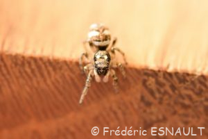 Saltique chevronnée (Salticus scenicus)