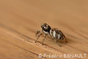 Saltique chevronnée (Salticus scenicus)