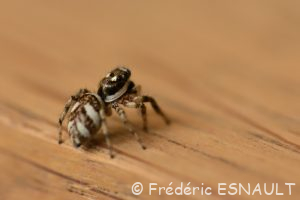 Saltique chevronnée (Salticus scenicus)