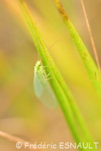Chrysope verte (Chrysoperla carnea)