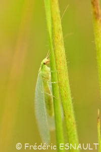 Chrysope verte (Chrysoperla carnea)