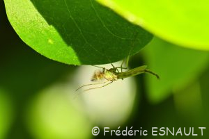 Chrisonome à déterminer