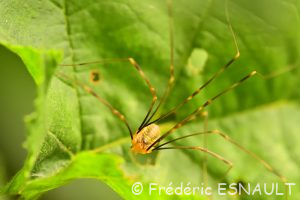 Faucheux de Canestrini (Opilio canestrinii)