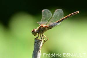 Sympétrum strié (Sympetrum striolatum)