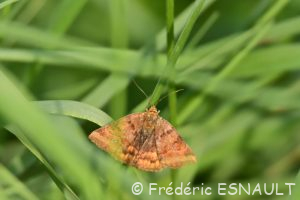 Doublure jaune (Euclidia glyphica)