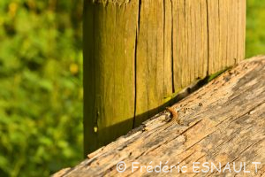 Lézard des murailles (Podarcis muralis)