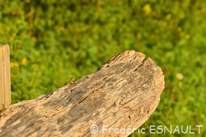 Lézard des murailles (Podarcis muralis)