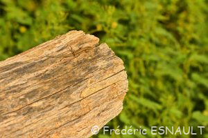 Lézard des murailles (Podarcis muralis)