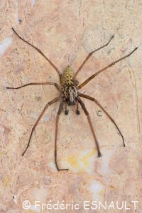 Tégénaire des maisons (Eratigena atrica)