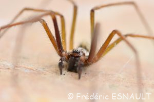 Tégénaire des maisons (Eratigena atrica)