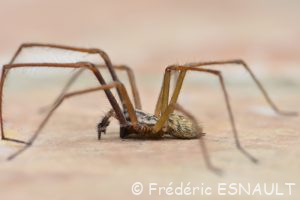 Tégénaire des maisons (Eratigena atrica)