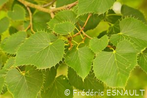 Tilleul de Henry (Tilia henryana)