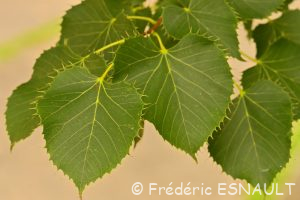 Tilleul de Henry (Tilia henryana)