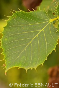 Tilleul de Henry (Tilia henryana)
