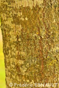 Tilleul de Henry (Tilia henryana)