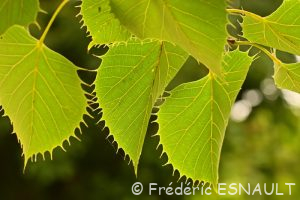 Tilleul de Henry (Tilia henryana)