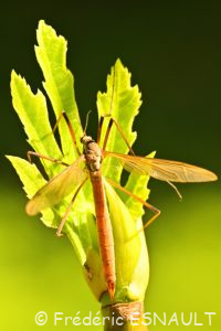Tipule à déterminer