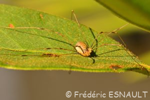 Faucheux de Canestrini (Opilio canestrinii)