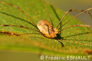 Faucheux de Canestrini (Opilio canestrinii)