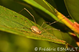 Faucheux de Canestrini (Opilio canestrinii)