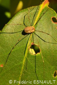 Faucheux de Canestrini (Opilio canestrinii)