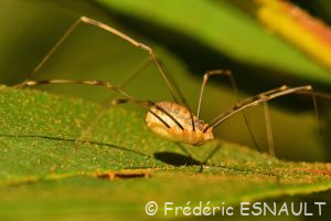 Faucheux de Canestrini (Opilio canestrinii)