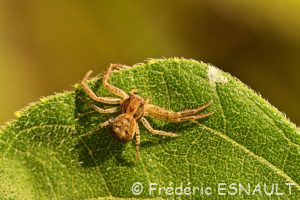 Araignée crabe du genre Xysticus (Xysticus sp