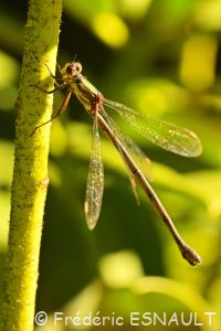 Leste vert (Lestes viridis)