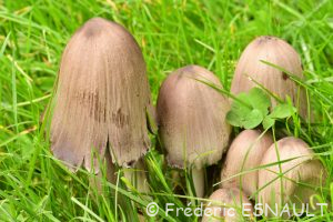 Coprin noir d'encre (Coprinopsis atramentaria)