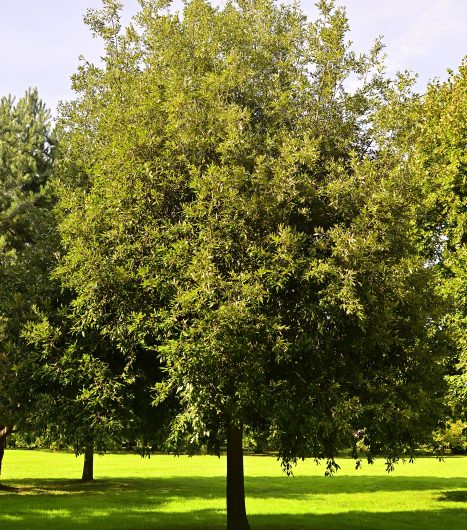 Nouveauté : Chêne vert ou Yeuse (Quercus ilex)