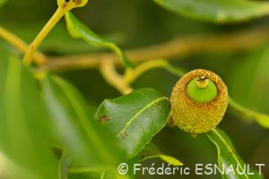 Chêne vert ou Yeuse (Quercus ilex)