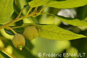 Chêne vert ou Yeuse (Quercus ilex)