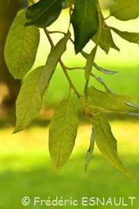Chêne vert ou Yeuse (Quercus ilex)