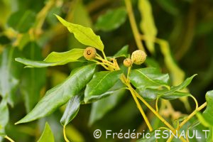 Chêne vert ou Yeuse (Quercus ilex)