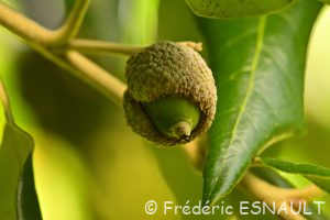 Chêne vert ou Yeuse (Quercus ilex)