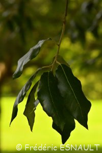 Chêne vert ou Yeuse (Quercus ilex)