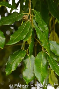 Chêne vert ou Yeuse (Quercus ilex)