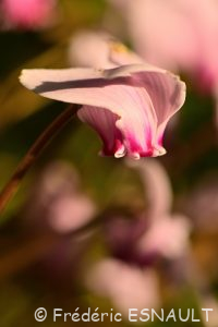 Cyclamen à feuilles de lierre ou Cyclamen napolitain ou Cyclamen de Naples (Cyclamen hederifolium)