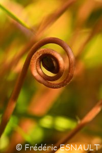 Cyclamen à feuilles de lierre ou Cyclamen napolitain ou Cyclamen de Naples (Cyclamen hederifolium)