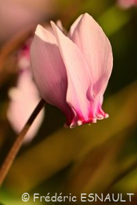 Cyclamen à feuilles de lierre ou Cyclamen napolitain ou Cyclamen de Naples (Cyclamen hederifolium)